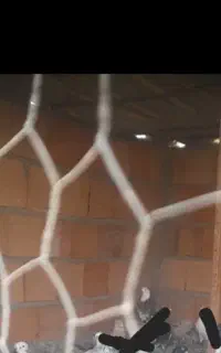 کبوتر گمشده