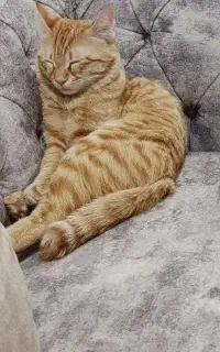 واگذاری رایگان گربه