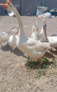12عدد،غاز،قوغاز