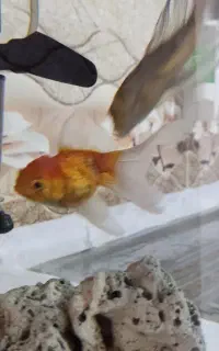 ماهی گلدفیش