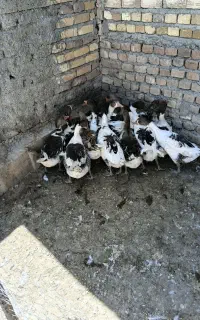 فروش غاز خانگی
