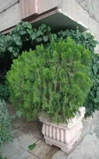 سرو به همراه گلدان
