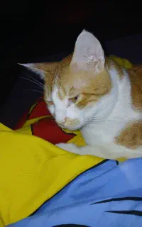 واگذاری گربه