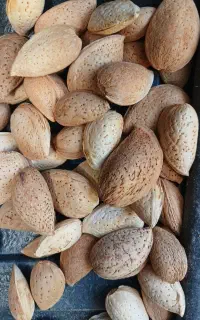بادام سنگی