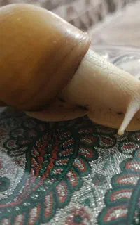 حلزون آرایشی درمانی