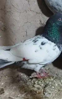 کفتریا کبوتر سر دم سبز معلقی