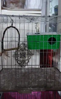 قفس