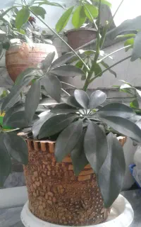 گل شفرلا