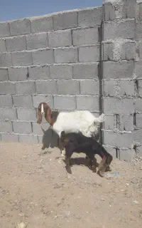 بز پاکستانی زاییده