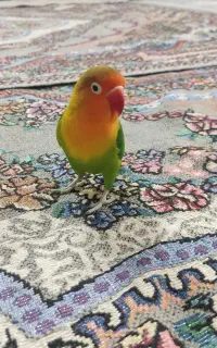 کوتوله برزیلی فول دستی