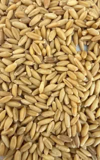 گندم بذر