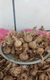 پیاز زعفران