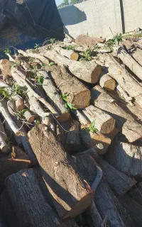 خریدوبرش انواع چوب درختهای باغی و جنگلی