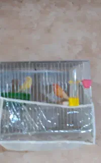 قناری رد فاکتور