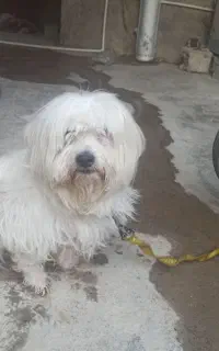 سگ بوجی پاکوتاه
