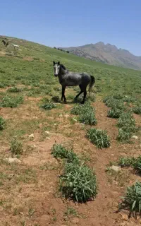 اسب