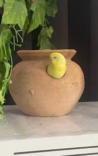 مرغ عشق گمشده در محدوده کاشانی و شهرک امام