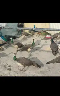 طاووس پرندگان زینتی بلژیکی قو