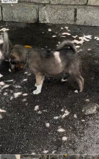 سگ سرابی