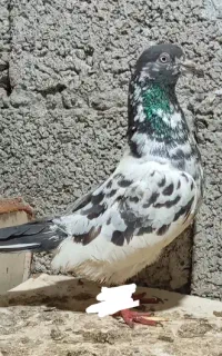 کبوتر ماده غریب تیدی