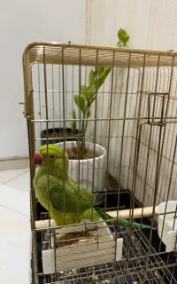 طوطی ملنگو ۷ ماهه