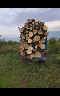 چوب و درخت باغی