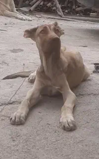 سرابی ماده