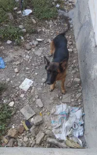 سگ ژرمن شپرد