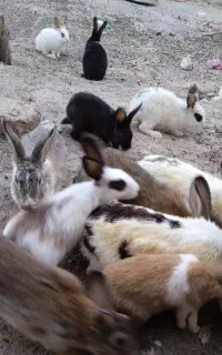 خرگوش