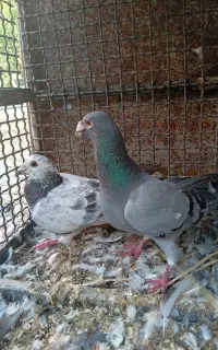 کبوتر پلاکی نرماده سبز گهک