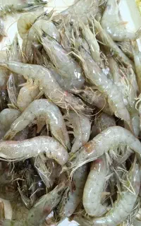 میگو دریاهی