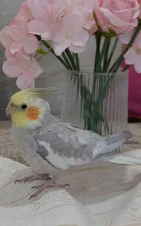 عروس هلندی