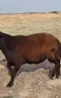 نژاد افشاری مغانی  سنگسر داره پلاک بهداشت دام زنده