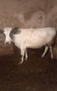 گوساله ماده