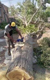 خرید درخت وچوب سقفی در باغچه و حیاط،به صورت نقد