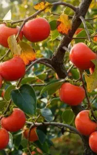 خرمالو‌ پربار و درجه‌یک گلکده گل‌نرکس