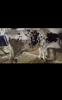 گاو شیری آبستن با گوساله نر  سیمینتال