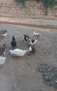 اردک