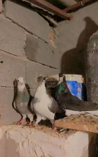 چپ سیاه،بلژیکی،شازده