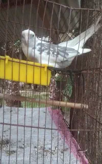 عروس هلندی نر