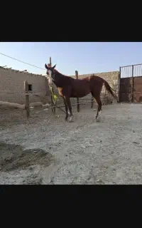 اسب اصیل عربی