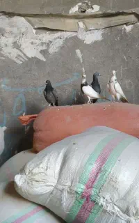 پرنده