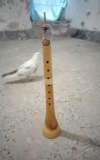 سازسورنا ازجوب توت سالم بدون ایراد