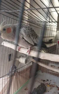 عروس هلندی