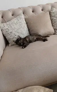 بچه گربه
