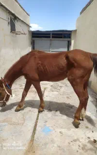 اسب مادیون هفت ساله