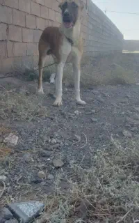 سگ  ..