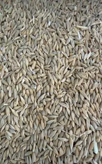 جو  شانه مناسب برای کشت و حیوان