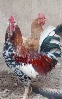 مرغ‌تخم‌گذارخروس‌محلی