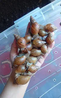 حلزون فروشی